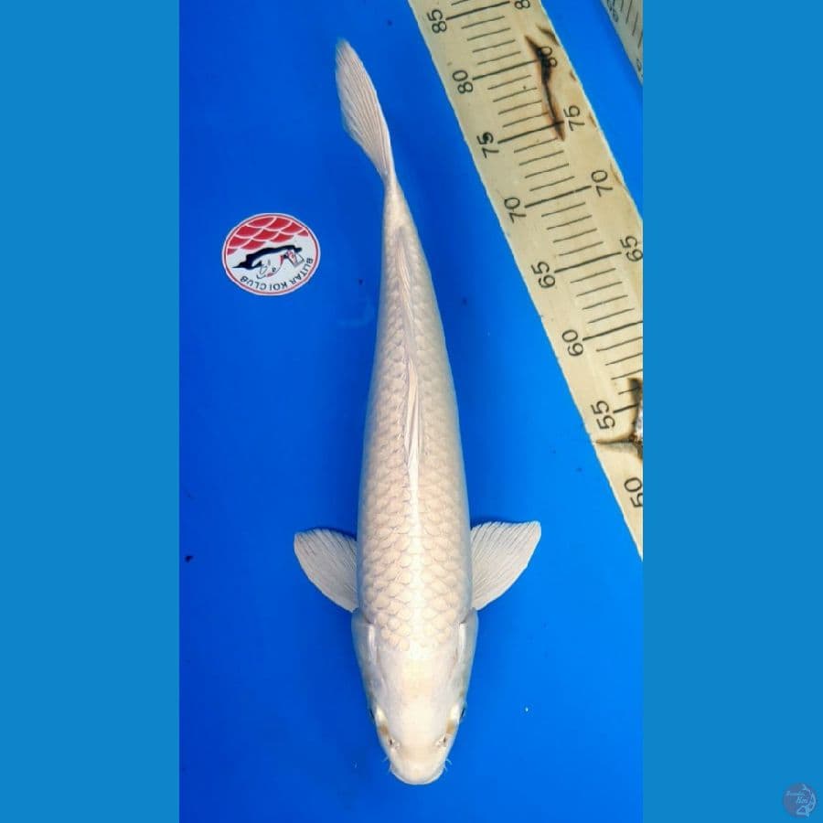 PLATINUM 41/Male