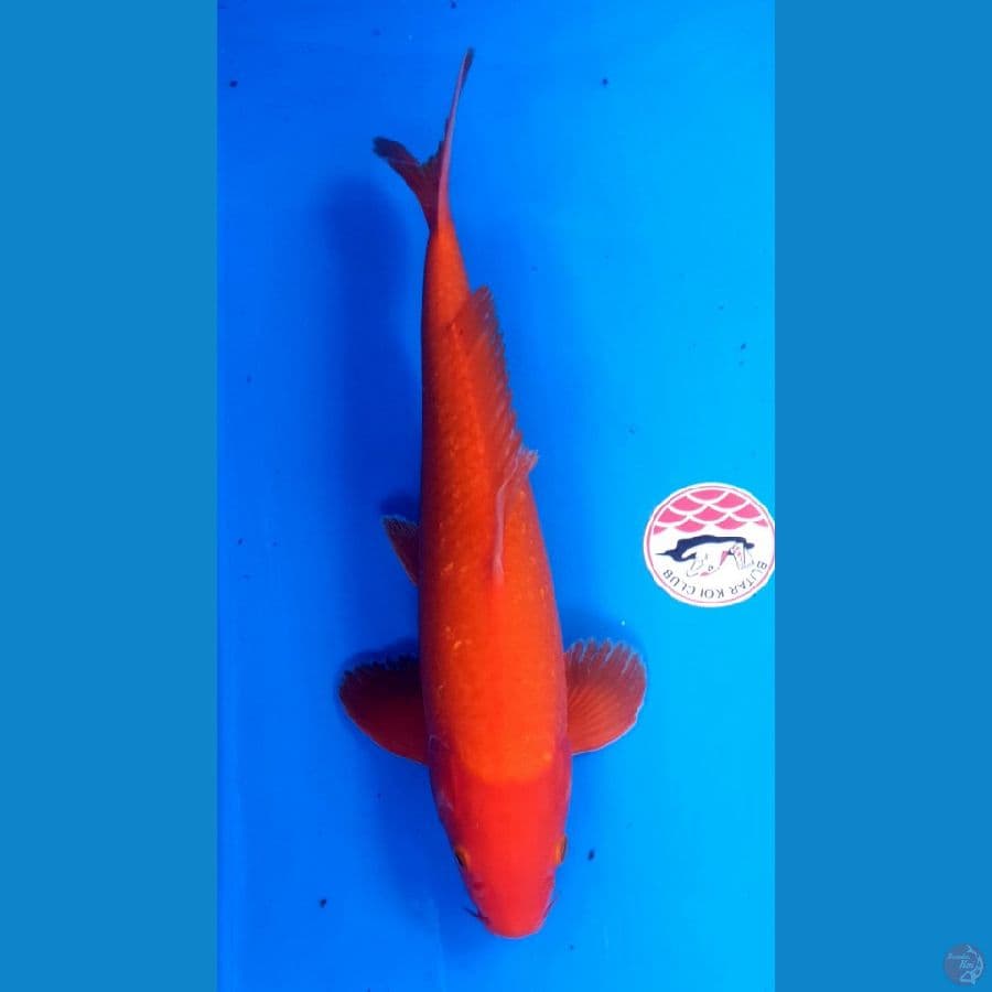 BENIGOI Ginrin 38/Male