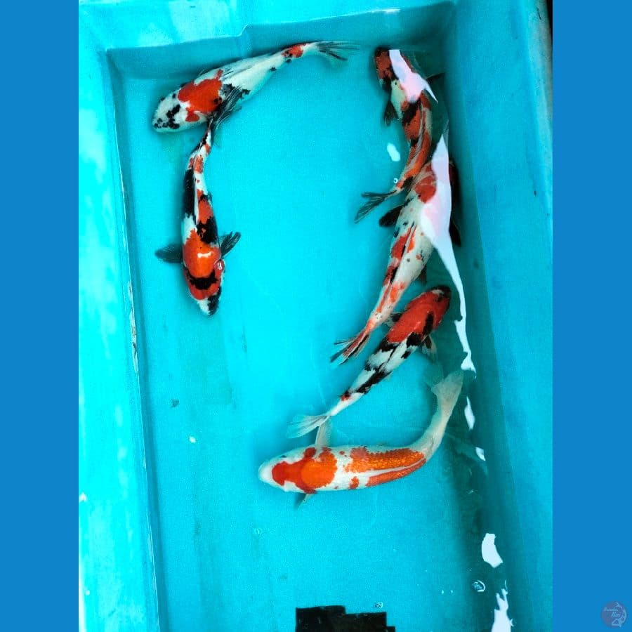 Mix Koi Showa Kohaku 35-40CM