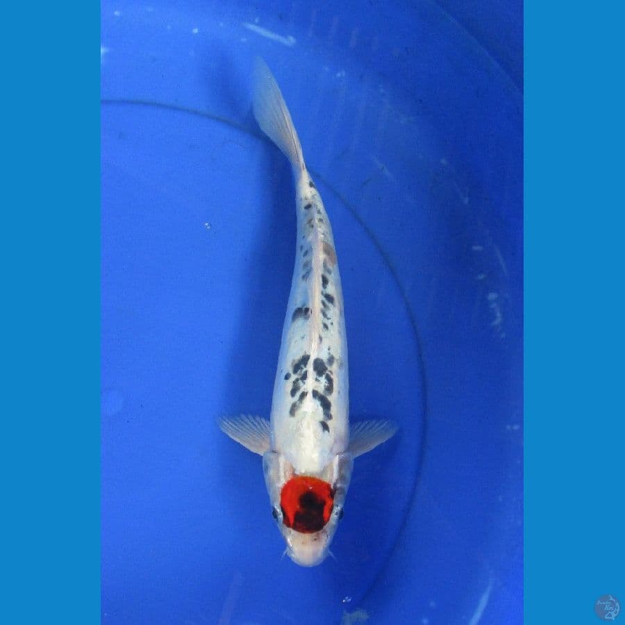 tancho ±30cm