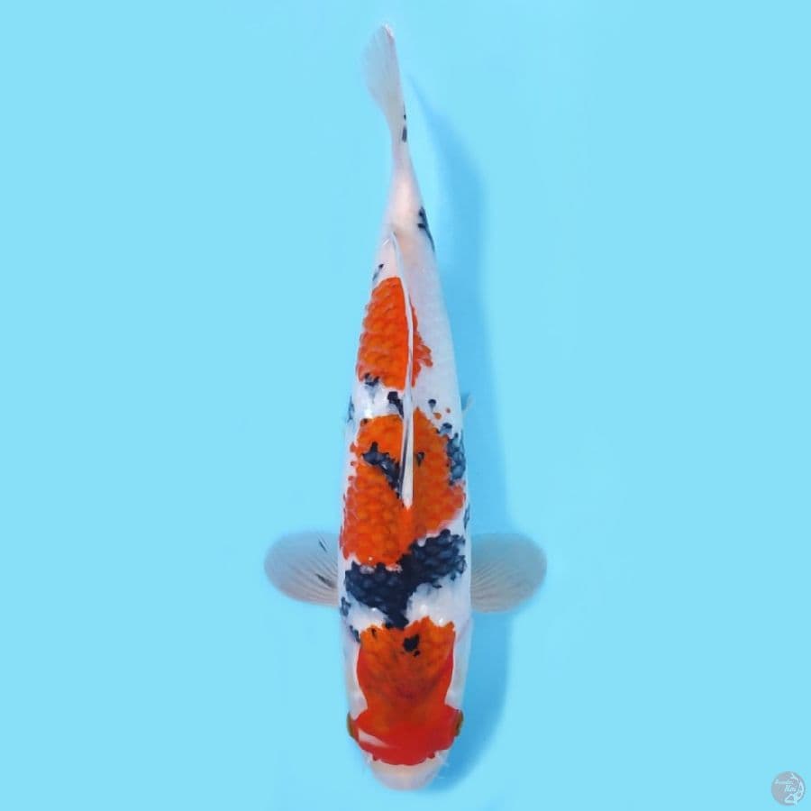 KOROMO SANKE HQ ~37cm/FEEMALE~