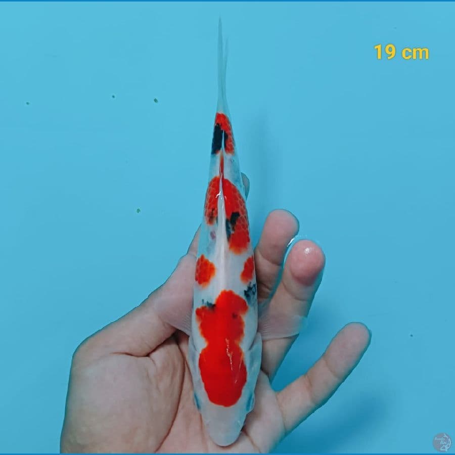 SANKE 18cm