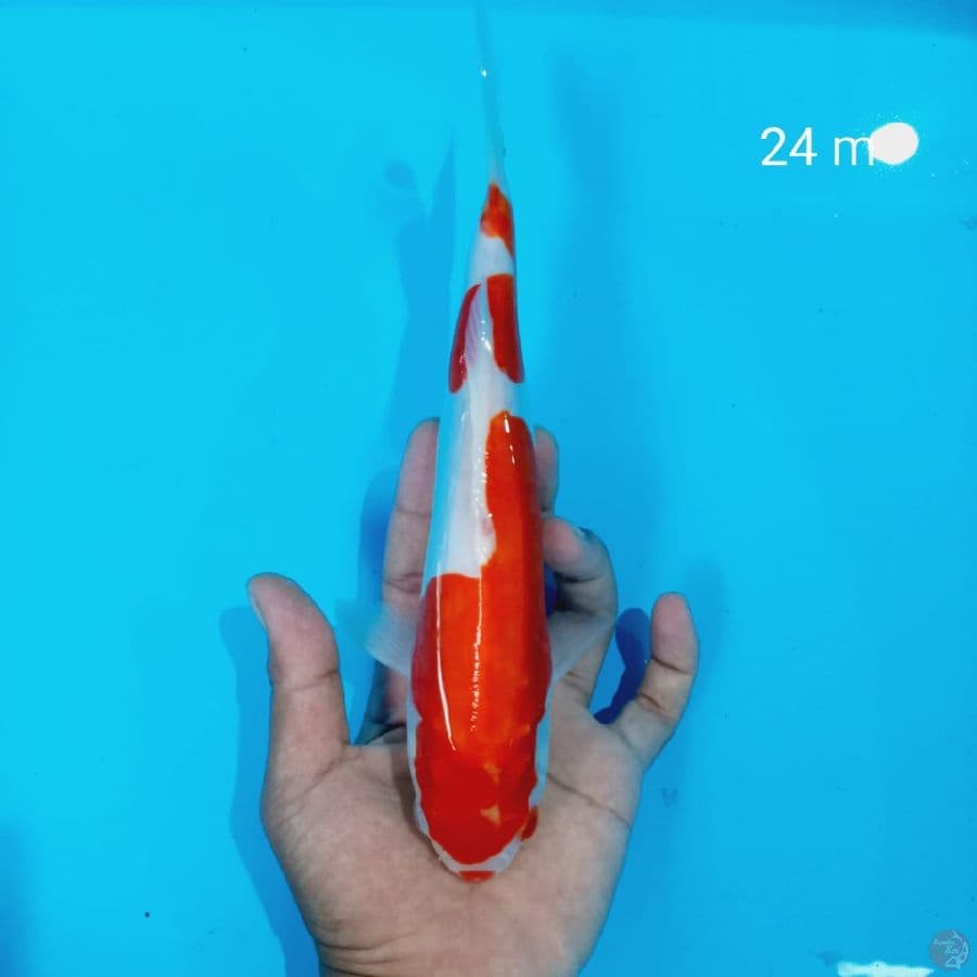 KOHAKU DOIT 24 cm