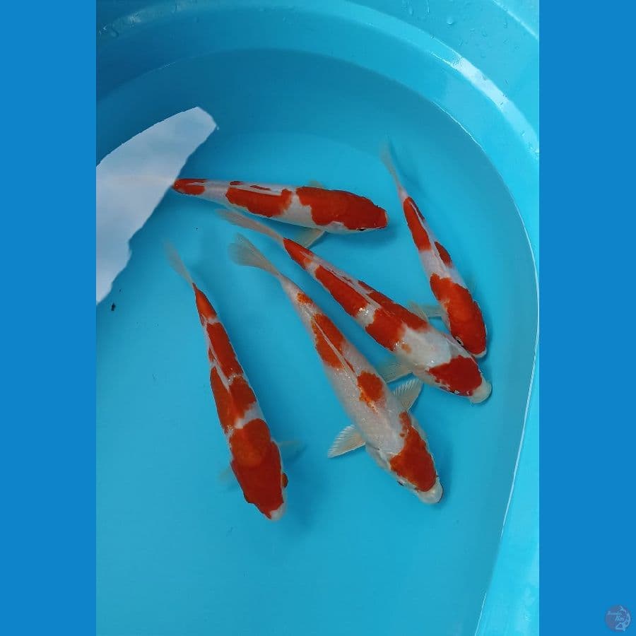 mix kohaku 21/27 cm