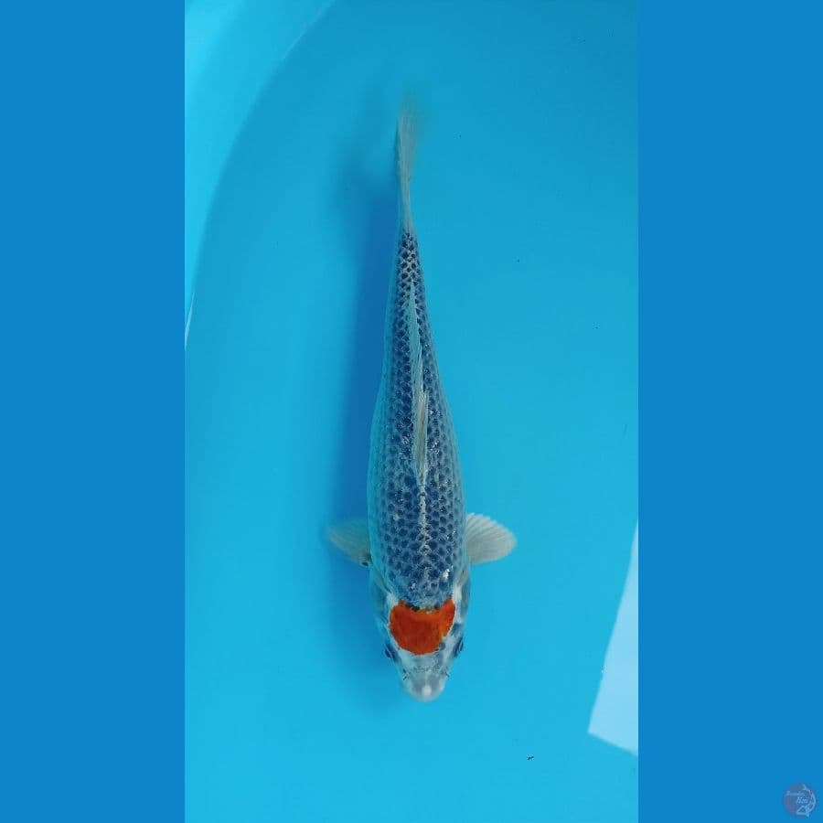 tancho goshiki 29cm