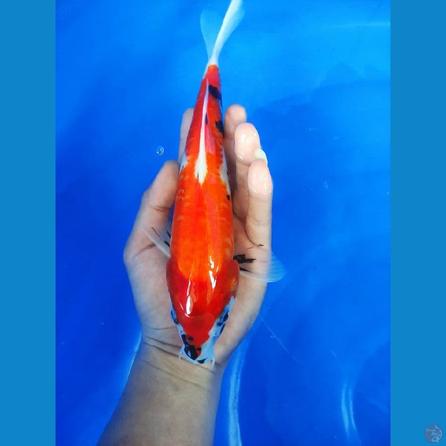 Showa 27cm