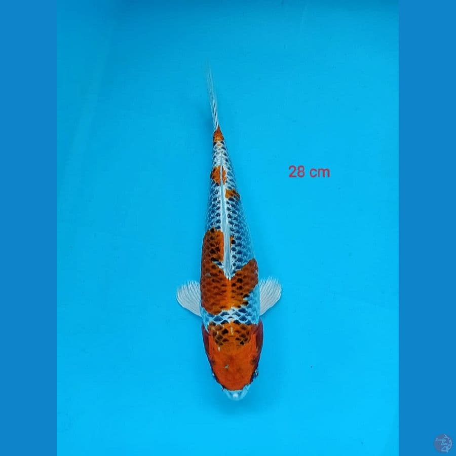 4- Kujaku 28cm