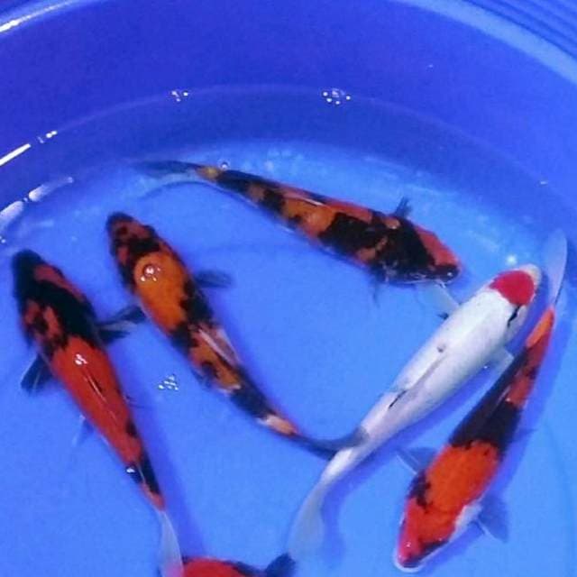 Mix showa, tancho, hiutsuri