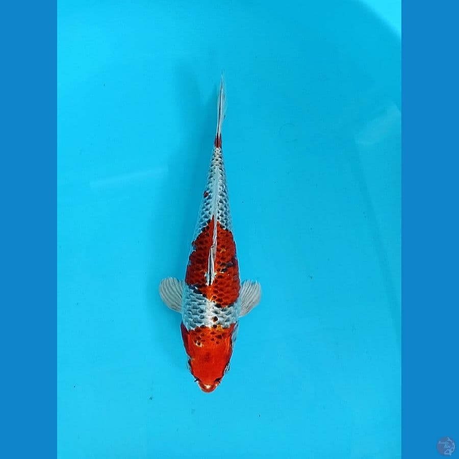 9- Kujaku benigingga 25cm