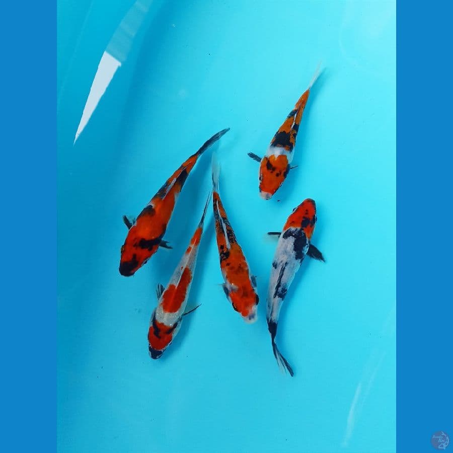 showa 15cm