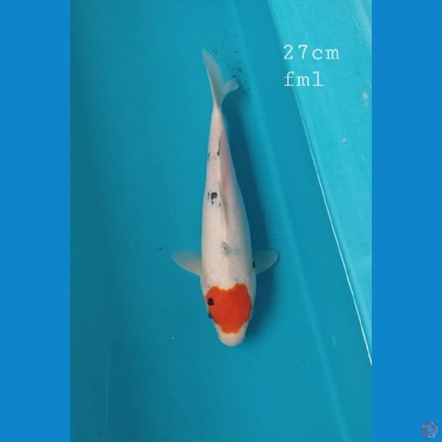 Tancho 27cm/fml