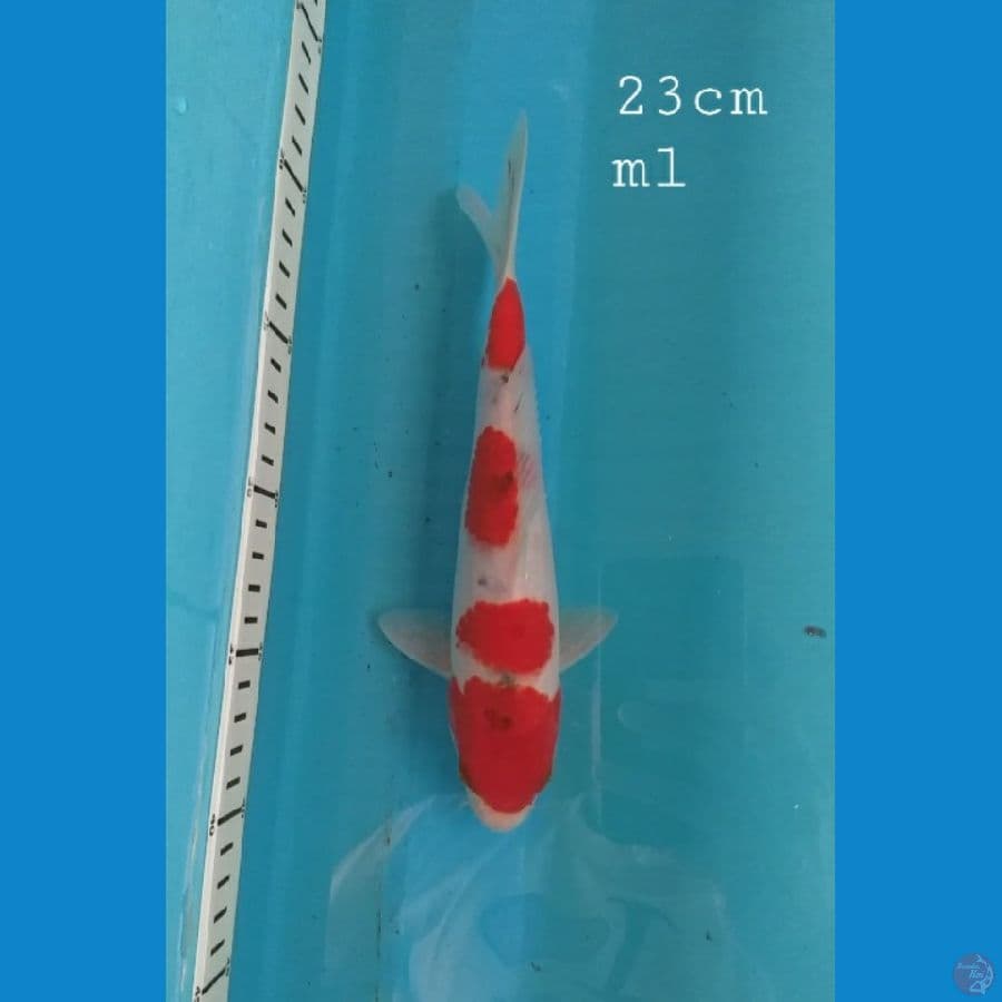 Sanke 23cm/ml