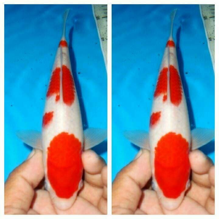 Baby kohaku f1 male