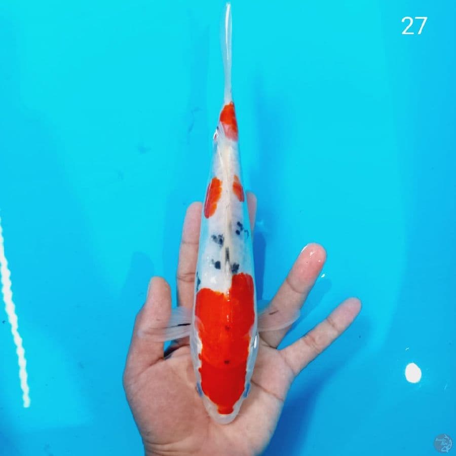SANKE 27 cm