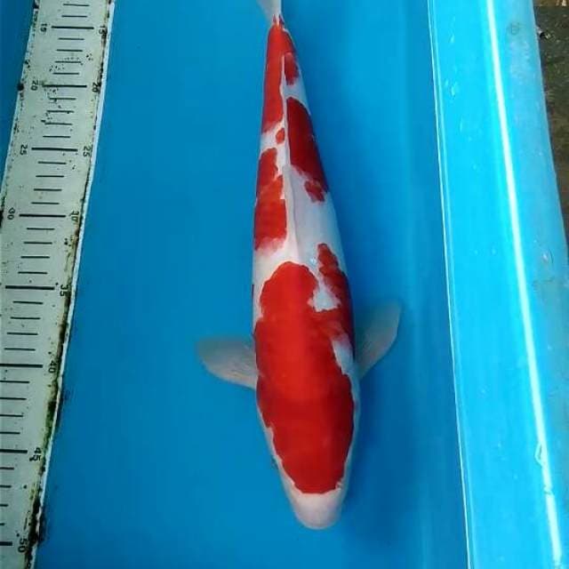 Kohaku