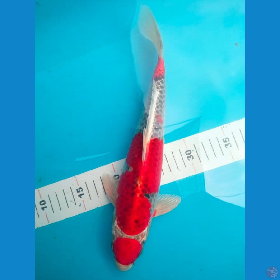 Ghosiki Racing 32cm