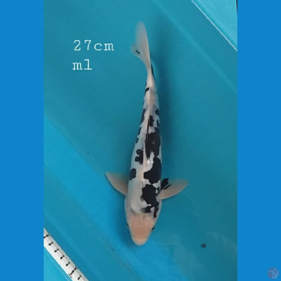 kawarimono 27cm/ml
