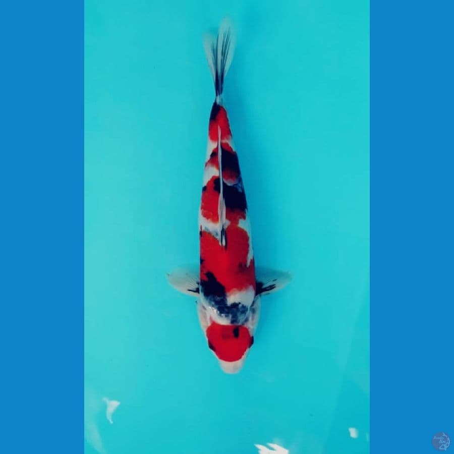 Maruten Showa Male 30cm