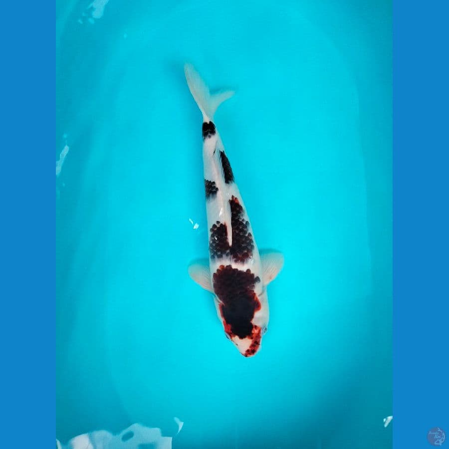 Goromo SQ 38cm Male