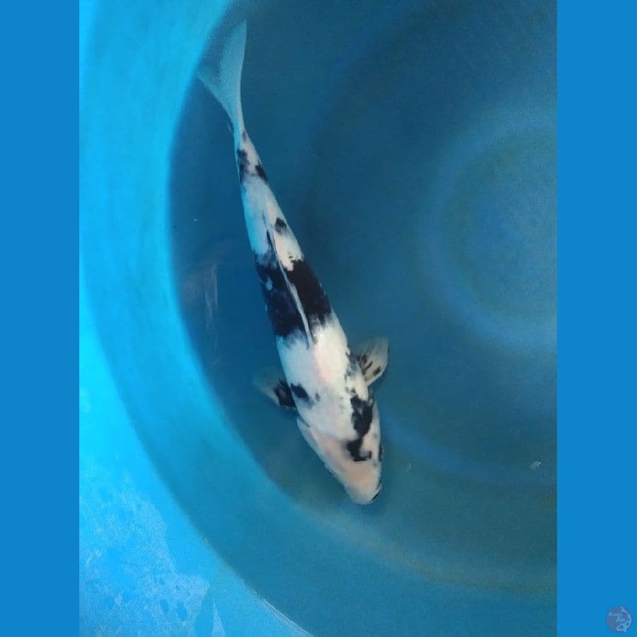 siro petir 35cm
