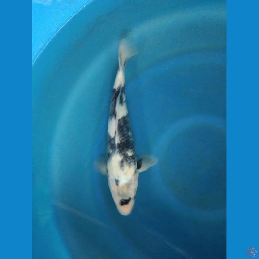 siro tategoi 35cm