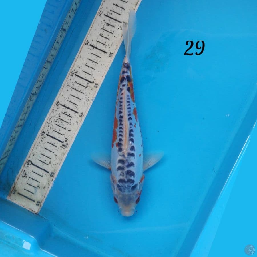 shusui 29cm