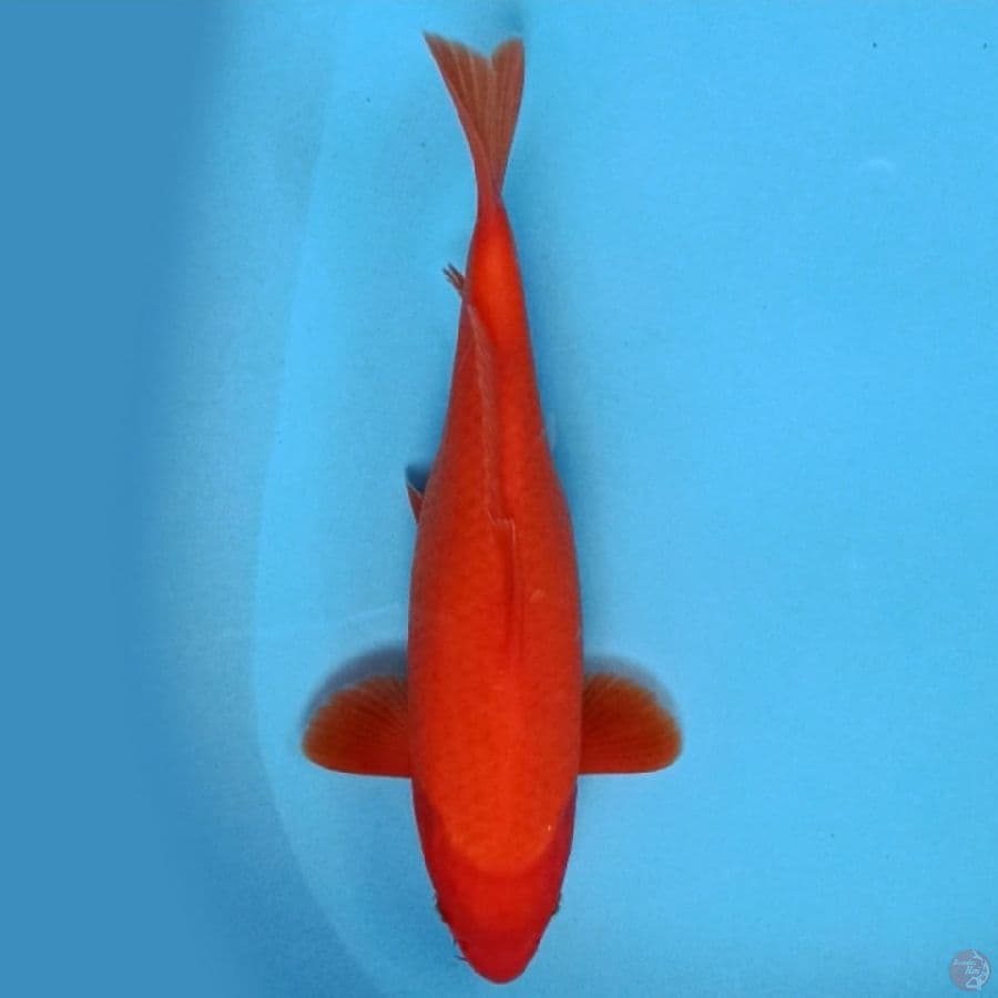 BENIGOI 33cm