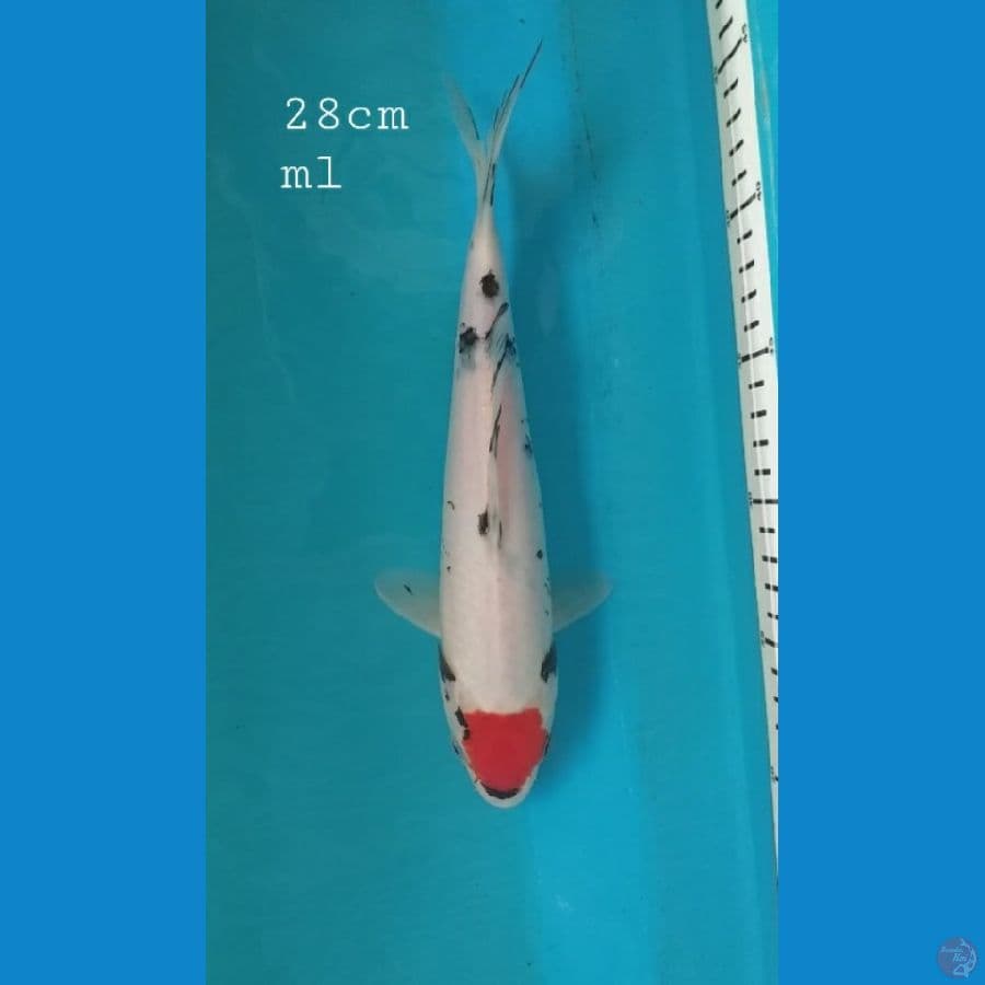Tancho Benimatsukawabake 27cm/ml