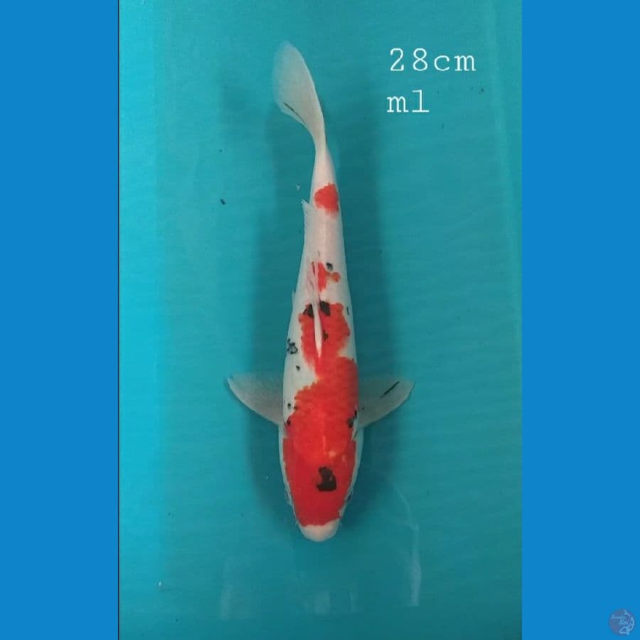 sanke 27cm/ml