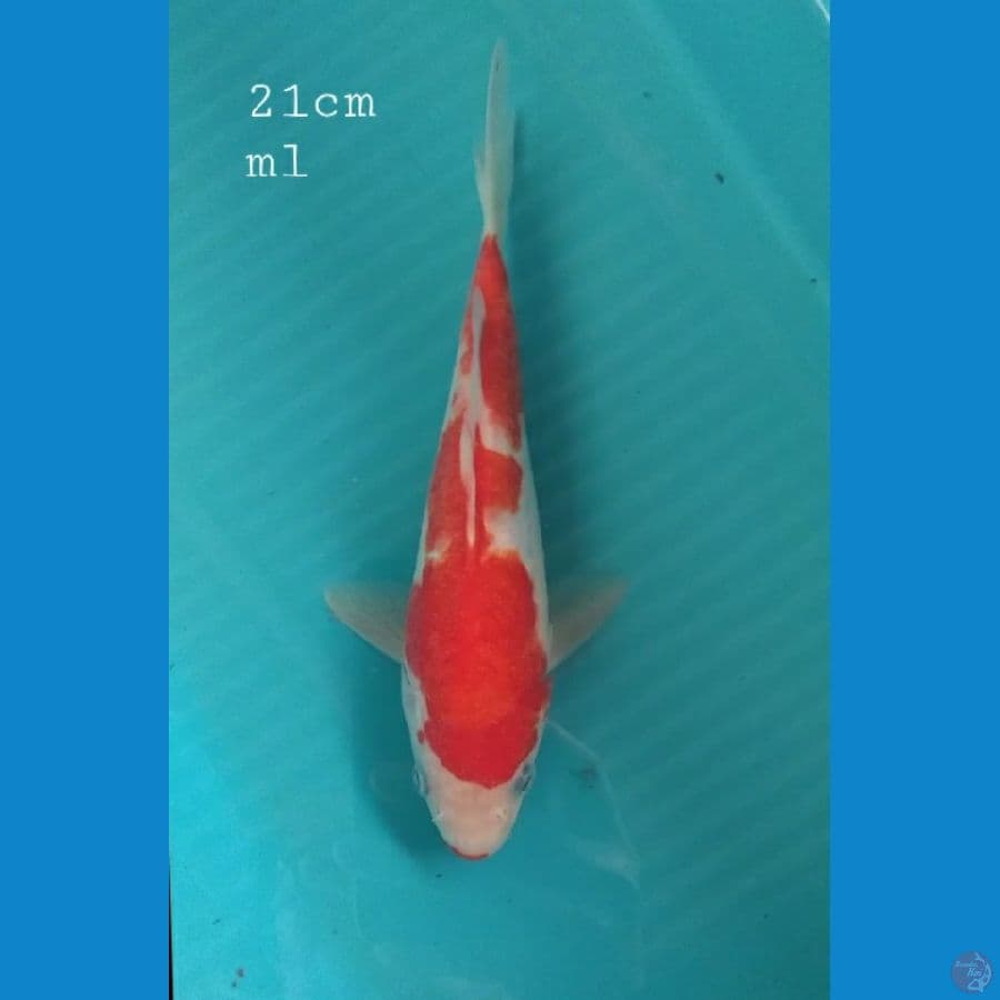 Aragoke 21cm/ml