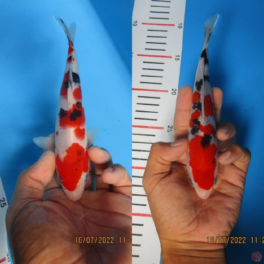 MKC KOI GRUB