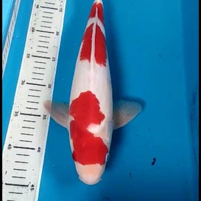 Kohaku