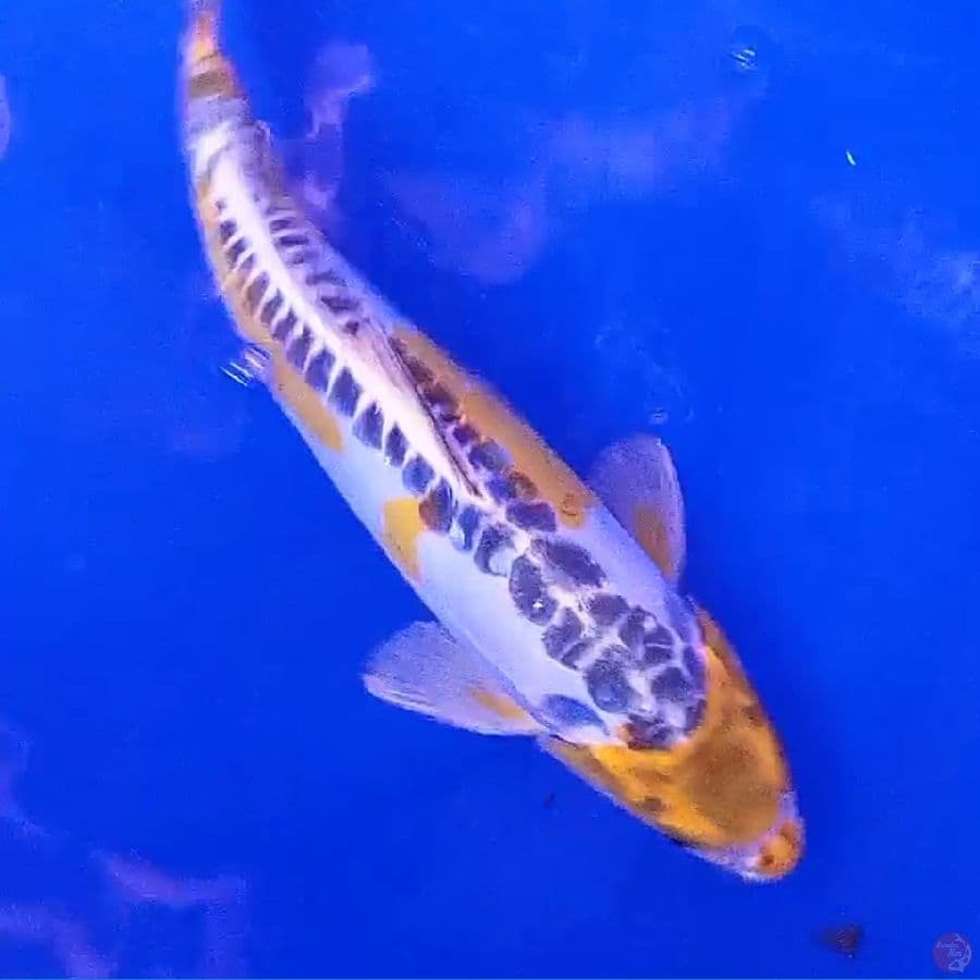 ikan langka KI SUSHUI 35 CM