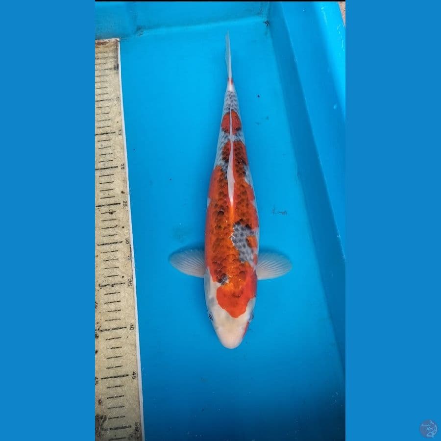 Gosiki 39cm