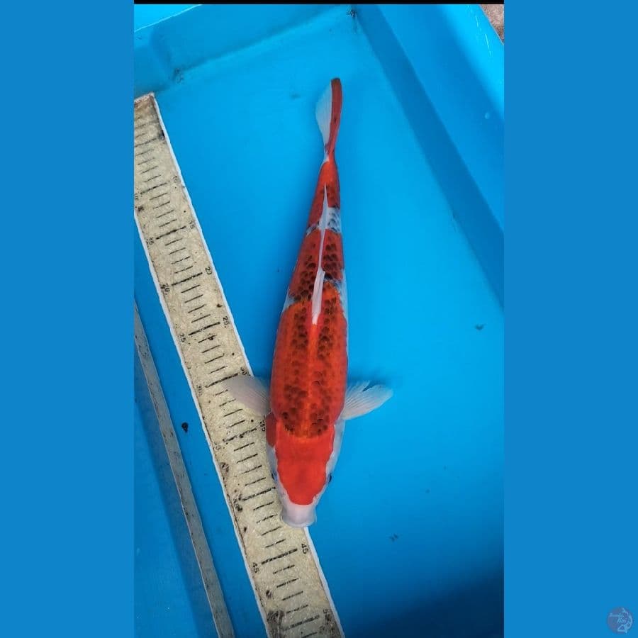 Gosiki 38cm