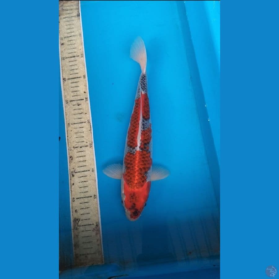 Gosiki 35cm