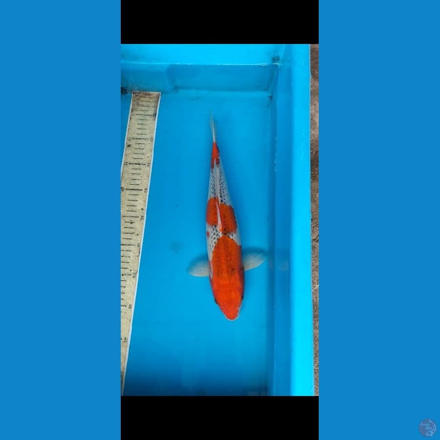 Gosiki 35cm