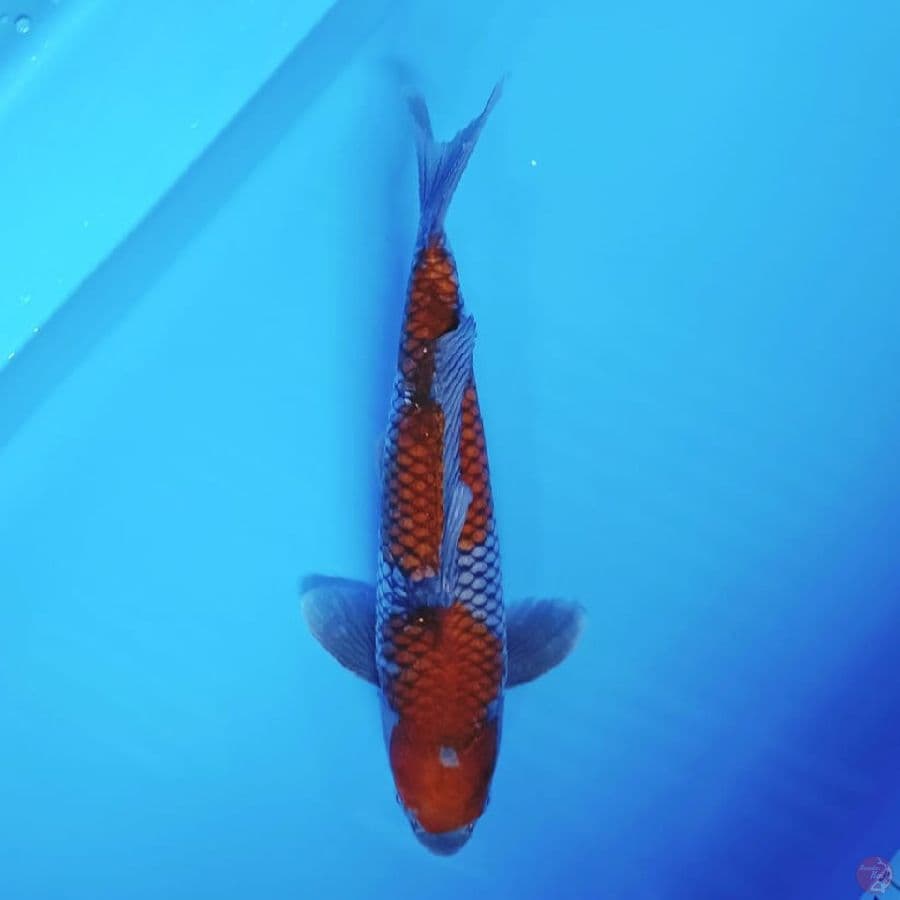 ochiba sigurei 38cm
