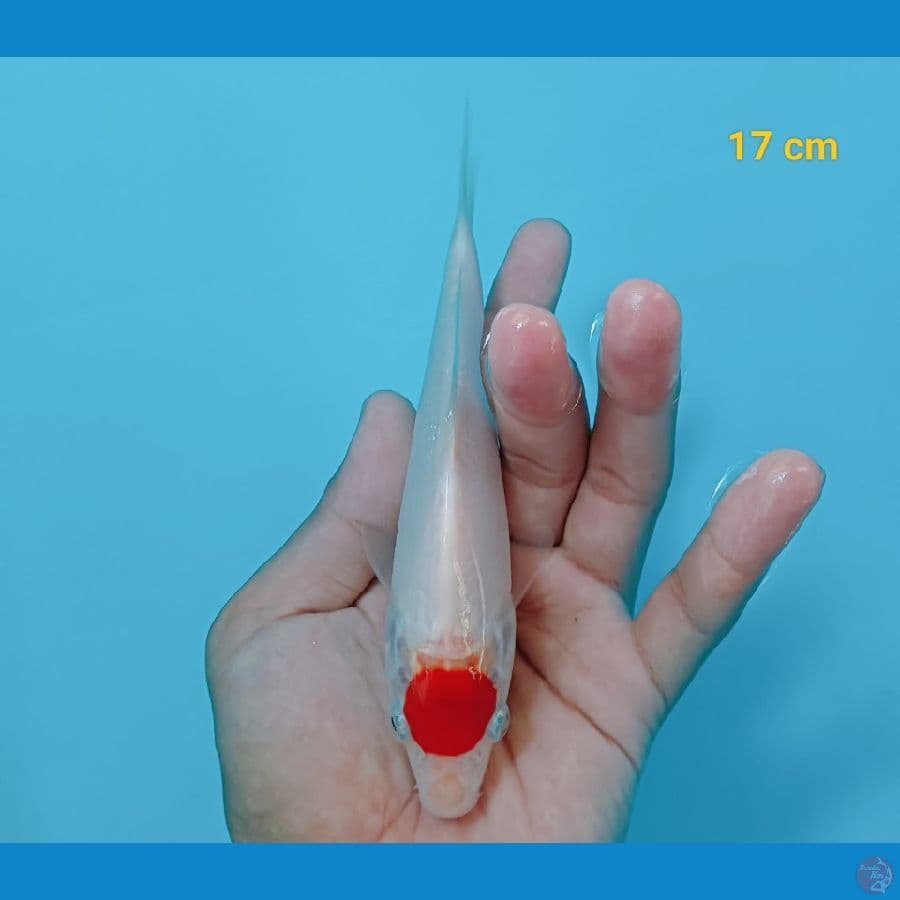 Tancho kohaku 17 cm