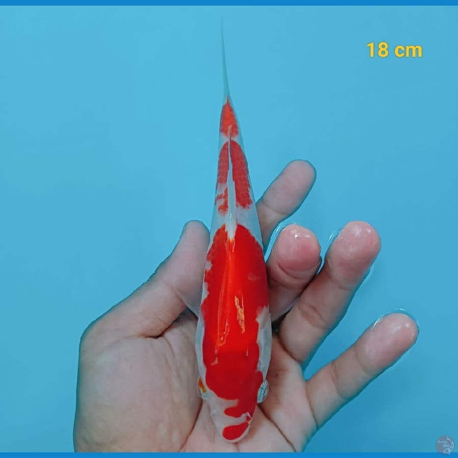 kohaku 18 cm