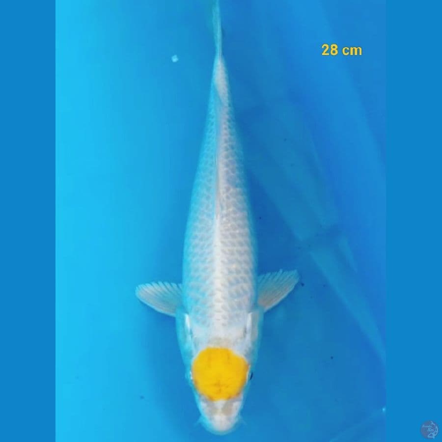 Tancho Hariwake 28 cm