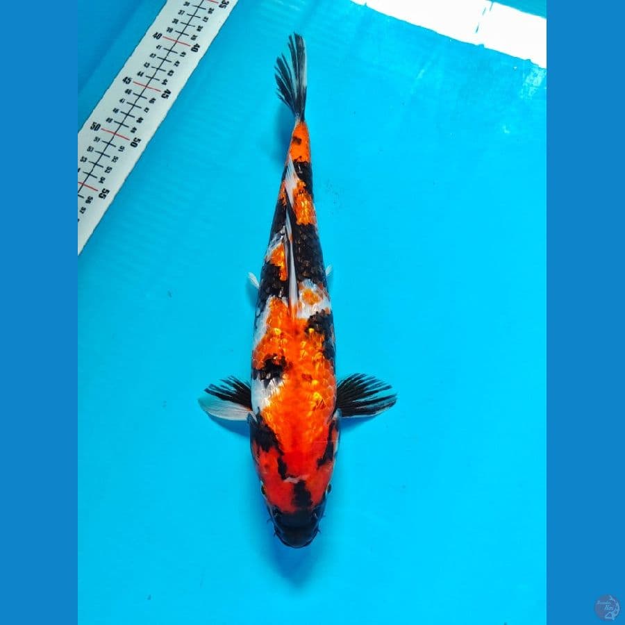 showa ginrin 34cm