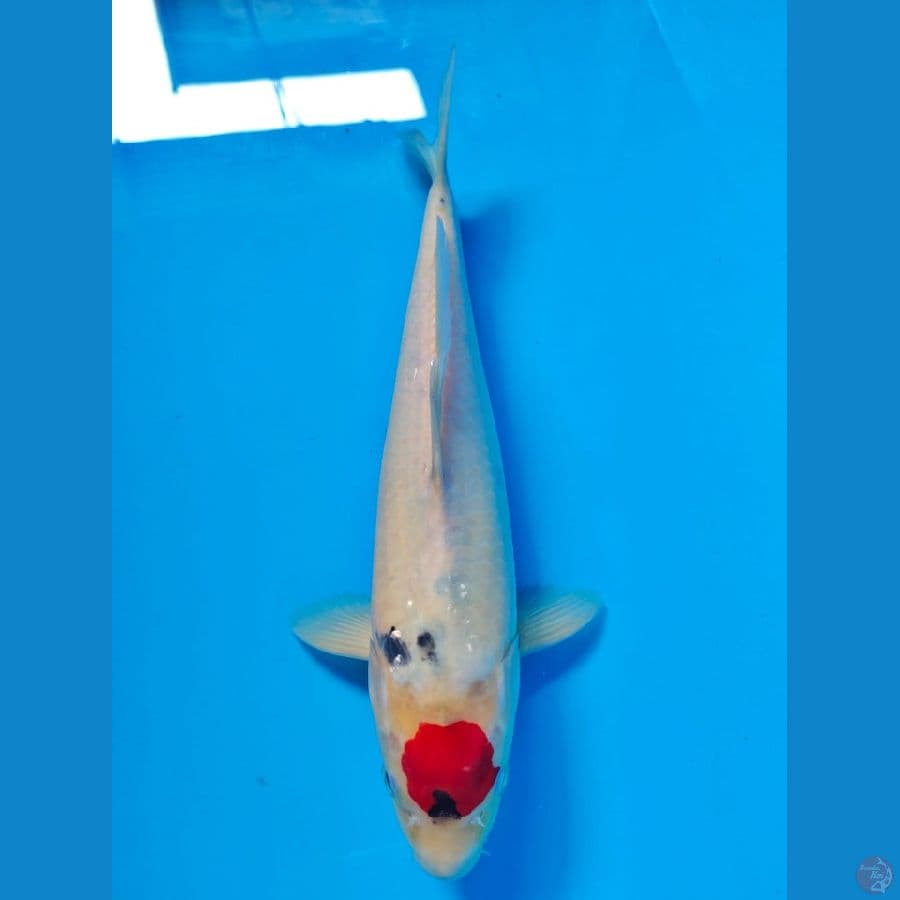 tancho showa tategoi 33cm