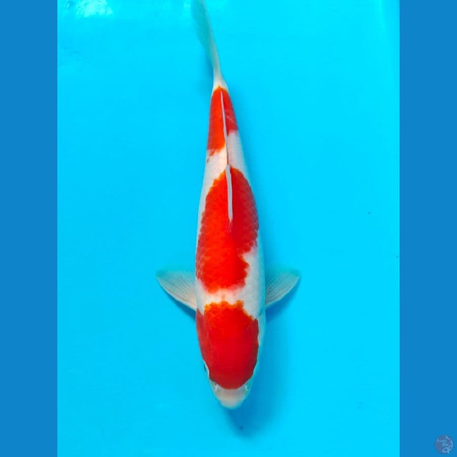 kohaku male 27cm
