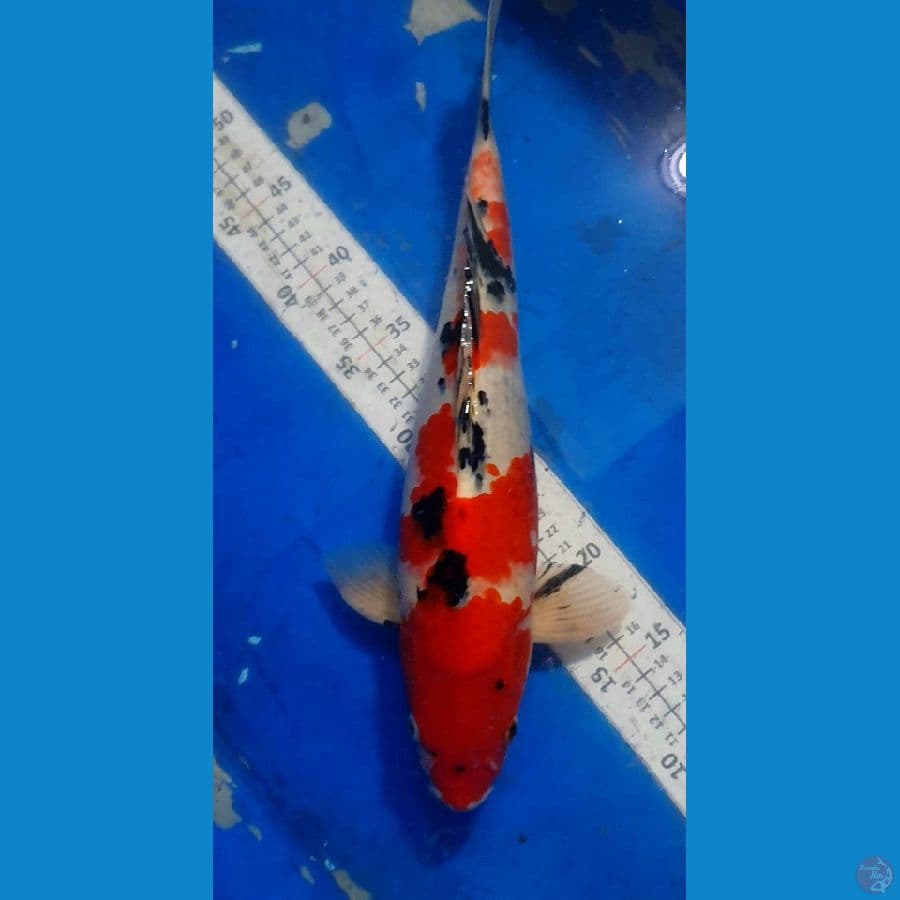Sanke strong jantan 40cm