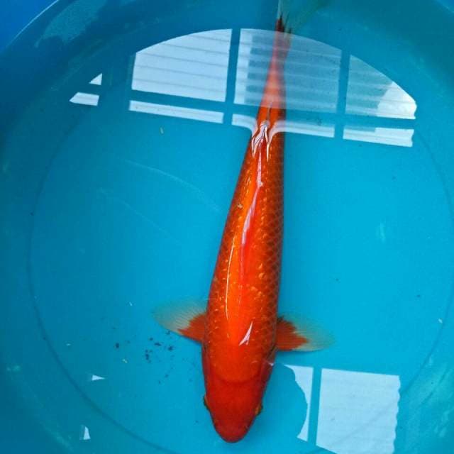 Widodo_Manchunian 38 cm