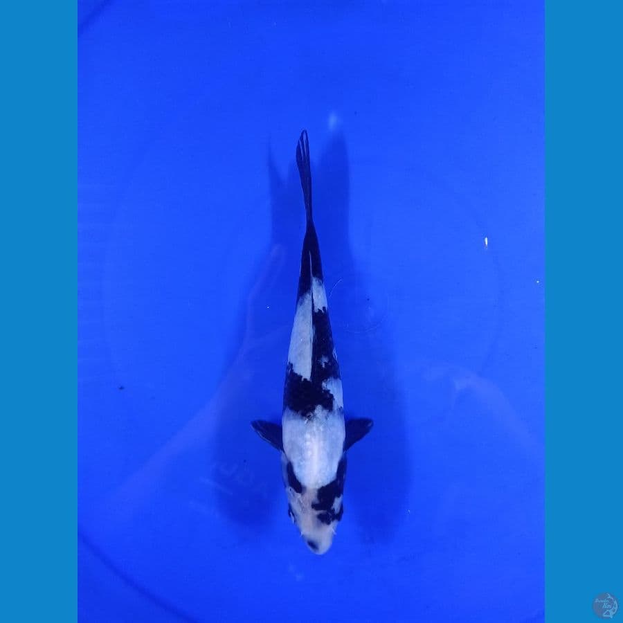 shiro 20cm