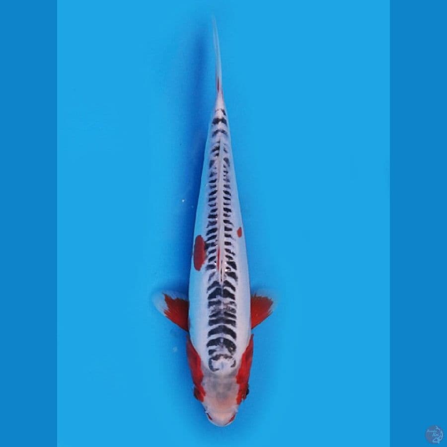 12- Shusui F1 Kawakami 31cm