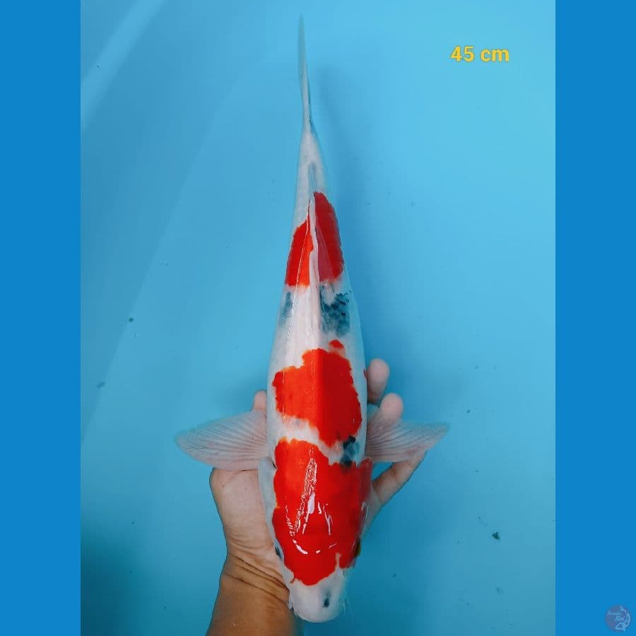 male 45 cm
