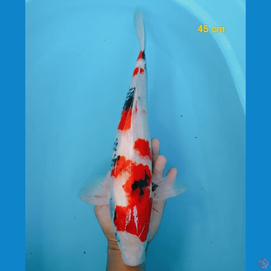 male 45 cm
